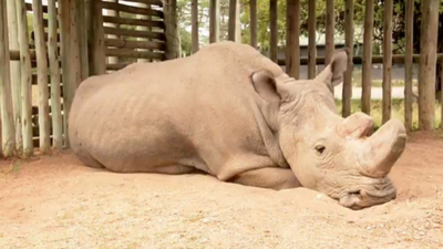 Gergedan eti yenir mi?