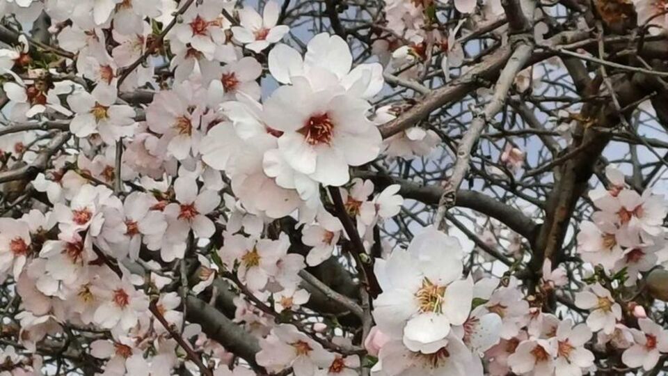 Araban'da badem ağaçları çiçek açtı