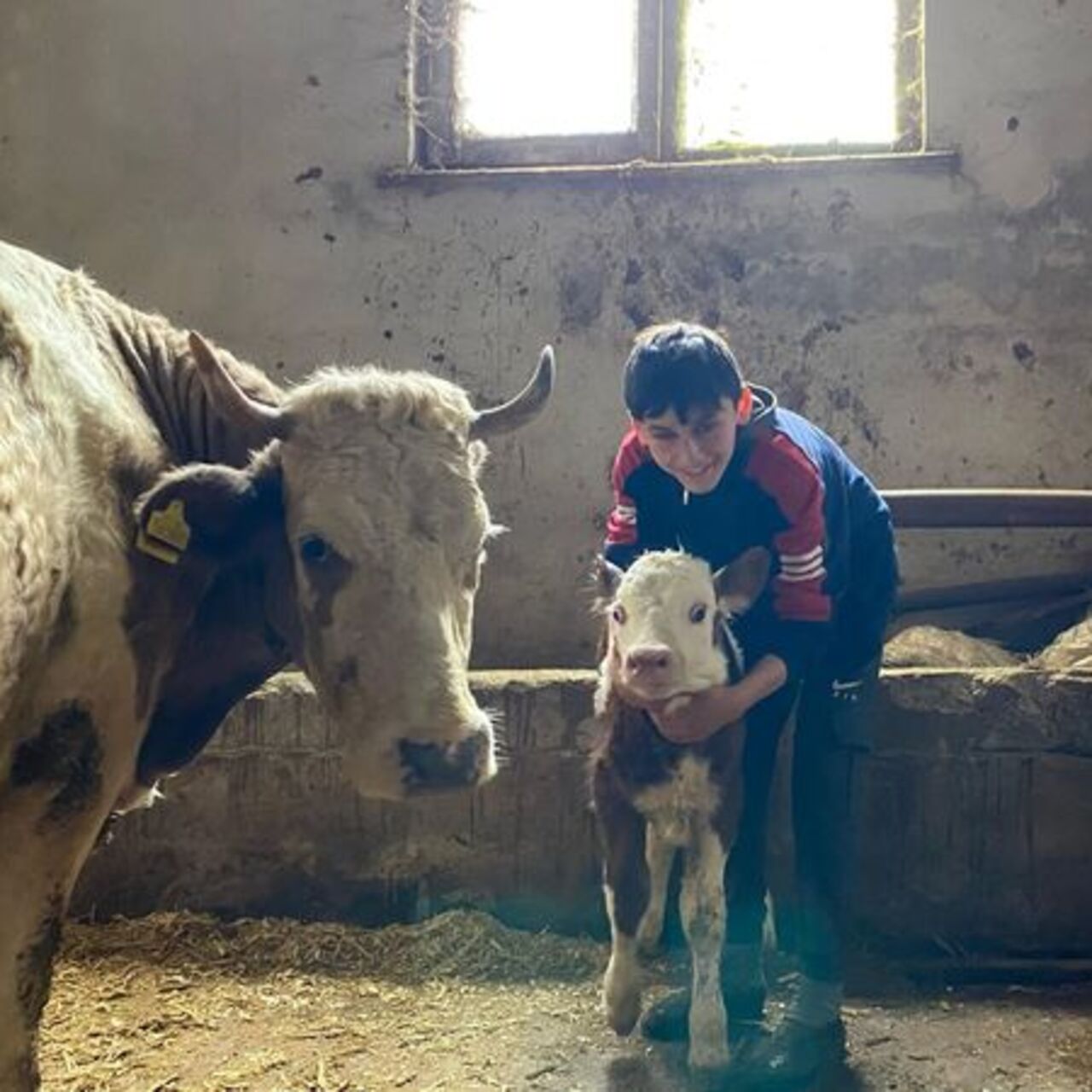 Duygulandıran görüntü! Sarılarak veterinere götürdü! 