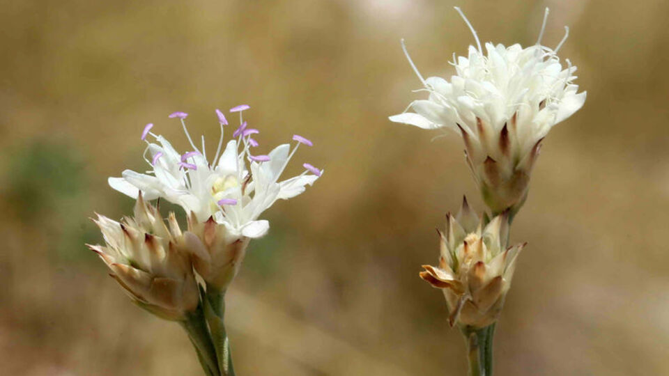 Antalya'da keşif! Nesli çok yüksek tehdit altında...