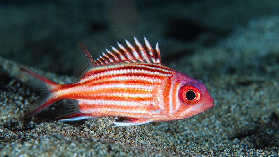 Asker balığı yenir mi?