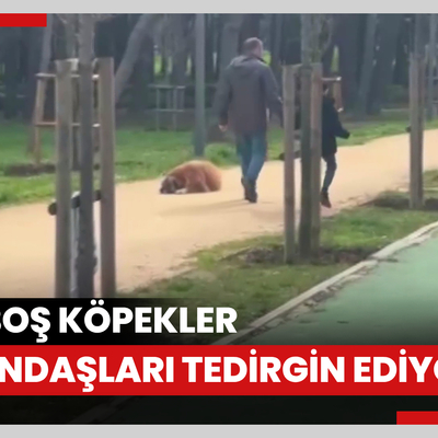 Florya Atatürk Ormanı’nda başı boş köpekler vatandaşları tedirgin ediyor