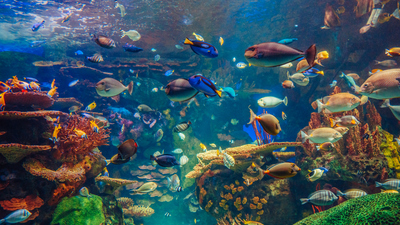 Balık türleri, cinsleri ve özellikleri