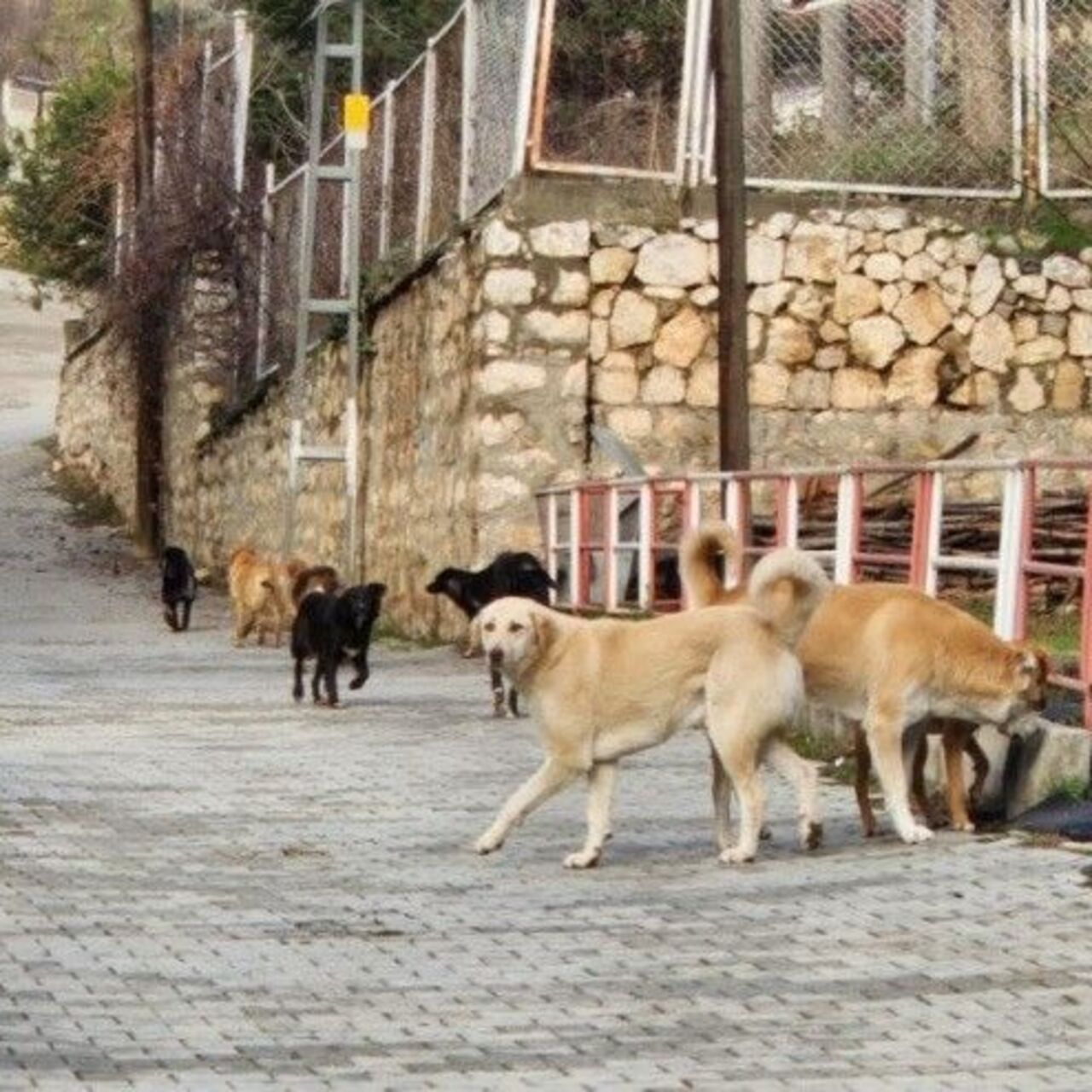 Bilecik'te köpeklerin hepsi toplanacak