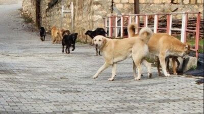 Bilecik'te köpeklerin hepsi toplanacak