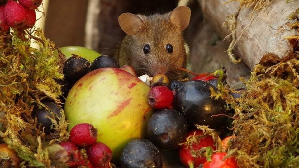 Fare kış uykusuna yatar mı?