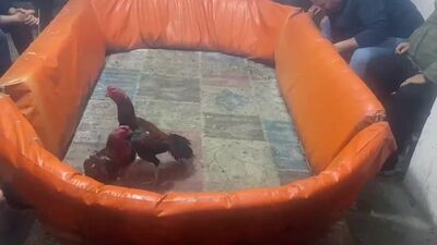 Horoz dövüştürenlere 132 bin lira ceza