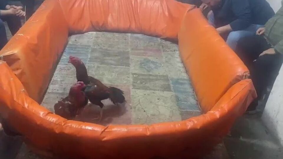 Horoz dövüştürenlere 132 bin lira ceza