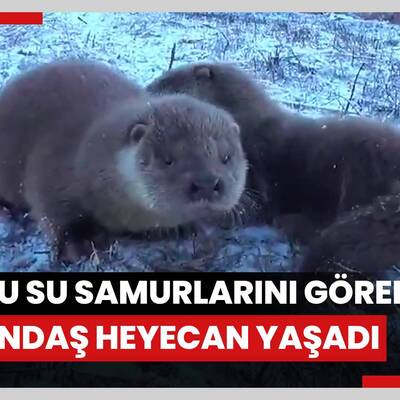 Yavru su samurlarını gören vatandaş heyecan yaşadı: Ortaya renkli görüntüler çıktı