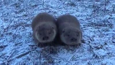 Yavru su samurlarını gören vatandaş heyecan yaşadı