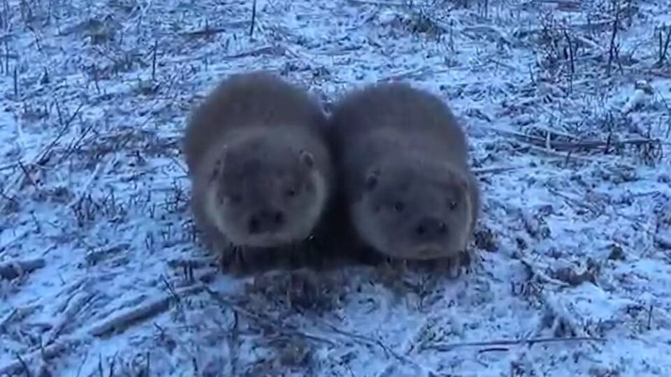 Yavru su samurlarını gören vatandaş heyecan yaşadı