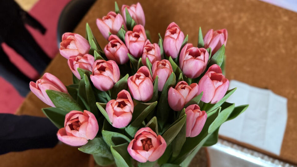 Hollanda'da yetiştirildi, 'Kızılırmak' ismi verildi