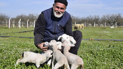 Koyun 5 kuzu birden dünyaya getirdi!