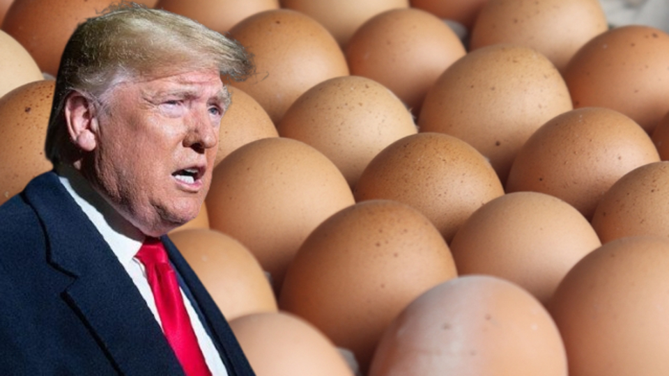 Türkiye'den ABD'ye 7 bin ton yumurta gitti