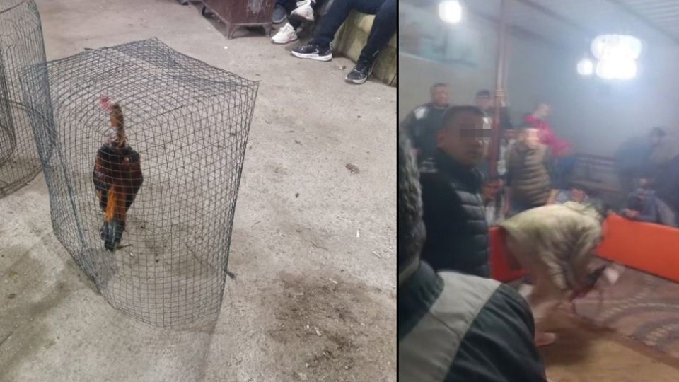 Tarsus'ta horoz dövüşü baskını: 14 gözaltı