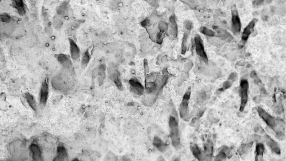 Okulda tesadüfen keşfedildi! 200 milyon yıllık