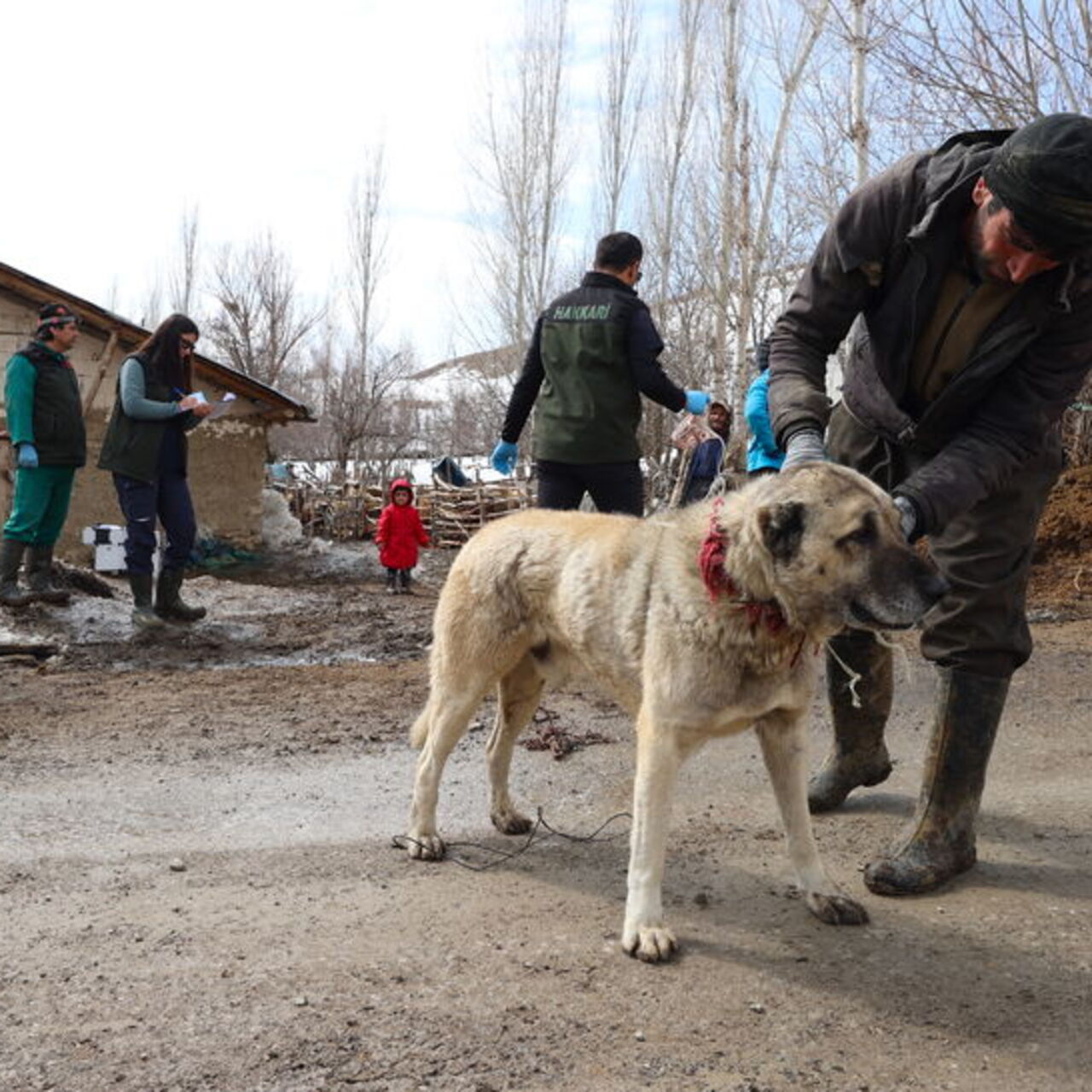 Hakkari'de sahipsiz köpekler toplanıyor