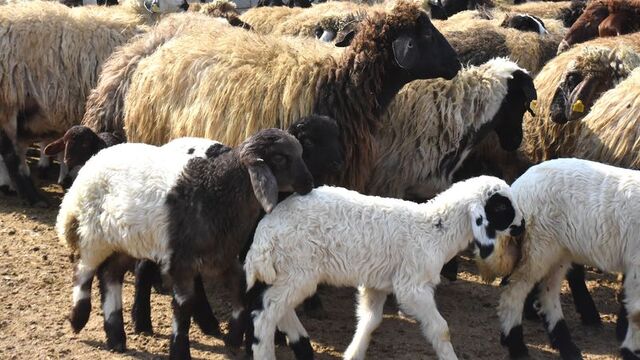 Süngerleme yöntemiyle kuzu sayısını arttırdı