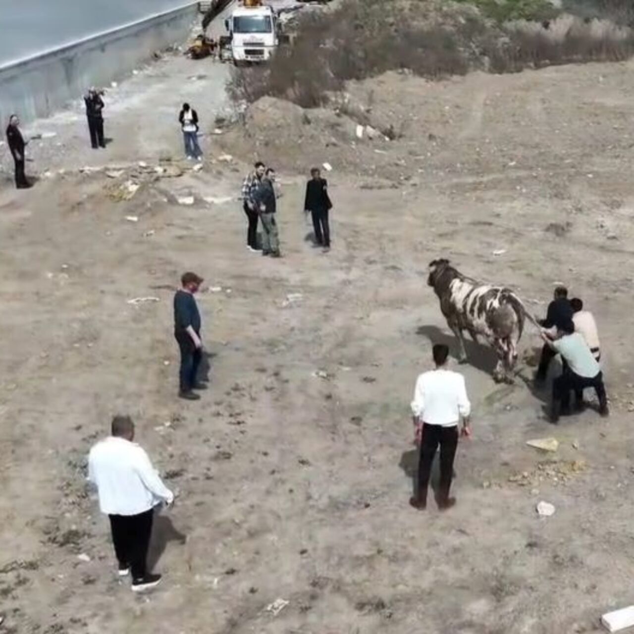 Kaçan boğa trafiği birbirine kattı