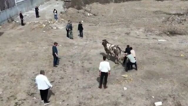 Kaçan boğa trafiği birbirine kattı