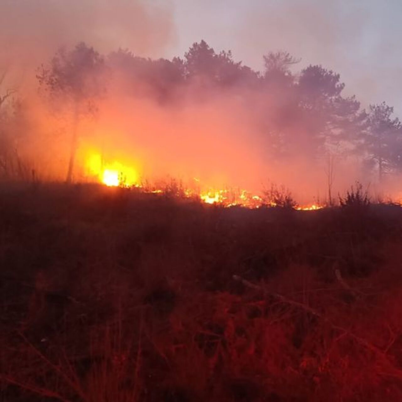 Hatay'da orman yangını çıktı