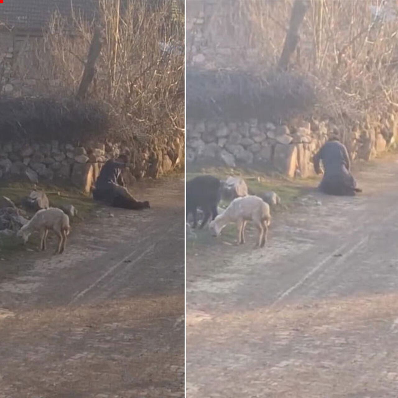 Bu nasıl bir ruh hali? Koyuna şiddetten gözaltı! Vahim olay kamerada!