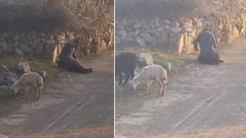 Bu nasıl bir ruh hali? Koyuna şiddetten gözaltı! Vahim olay kamerada!