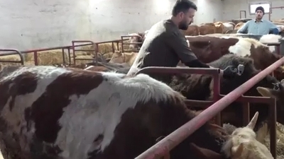 Şap aşısı yaptırmayana 105 bin TL ceza