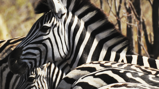 Handan Özbek'in objektifinden 'Çıplak Kıta'