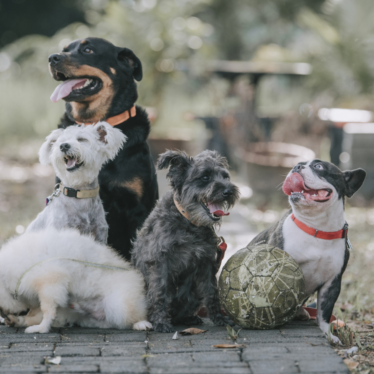 Köpek türleri, cinsleri ve özellikleri