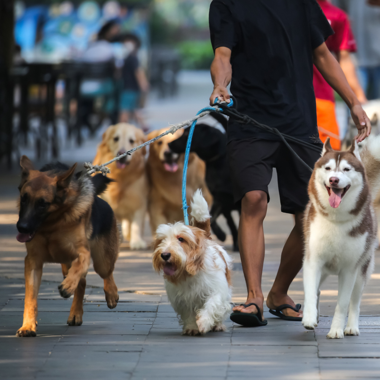 Köpekler kaç yıl yaşar?