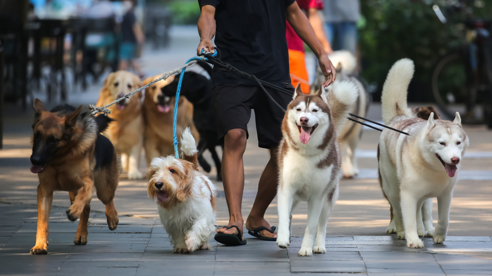 Köpekler kaç yıl yaşar?