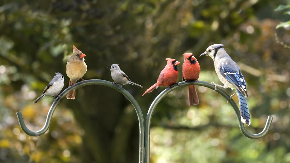 Kuş türleri, cinsleri ve özellikleri