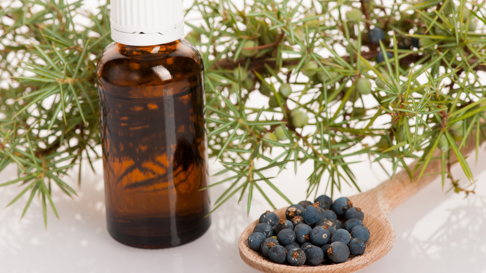 Yüzyıllardır geleneksel tıp alanında kullanılıyor!