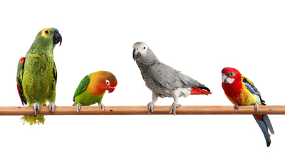 Papağan türleri, cinsleri