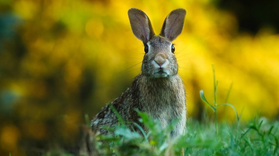 Tavşan kış uykusuna yatar mı?