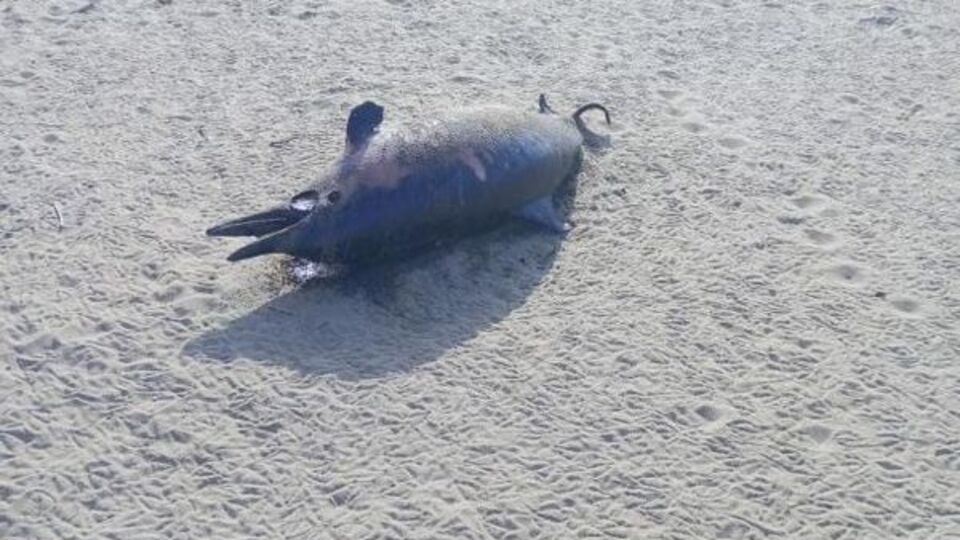 Sinop'ta 6 gün içinde 3'üncü