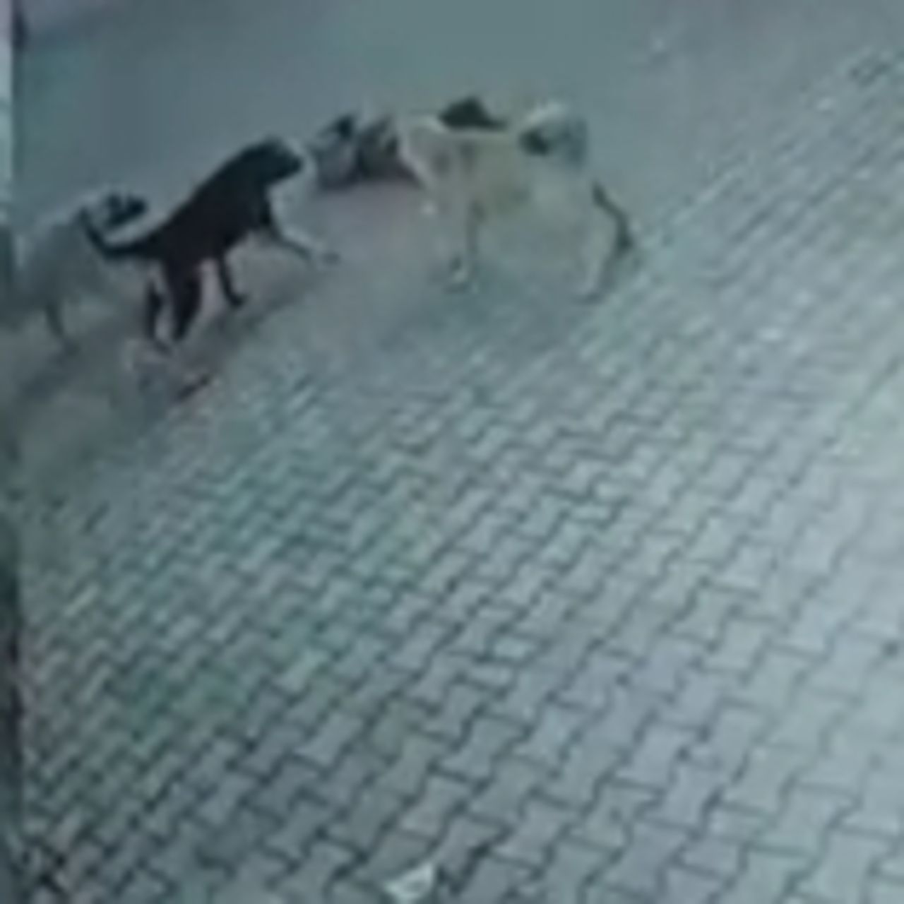 Sivas'ta sahipsiz köpekler çocuklara saldırdı