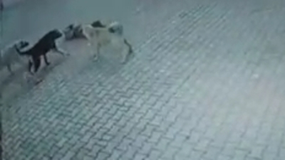 Sivas'ta sahipsiz köpekler çocuklara saldırdı