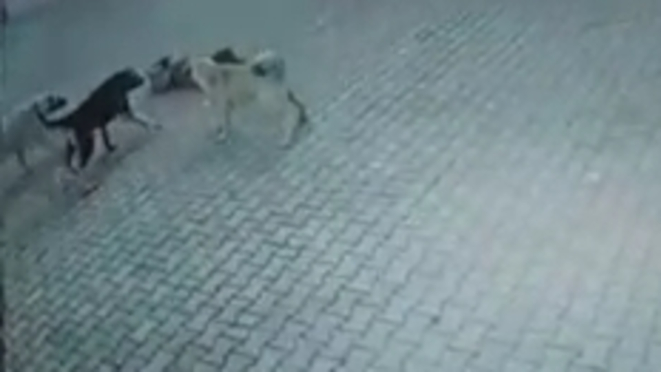 Sivas'ta sahipsiz köpekler çocuklara saldırdı