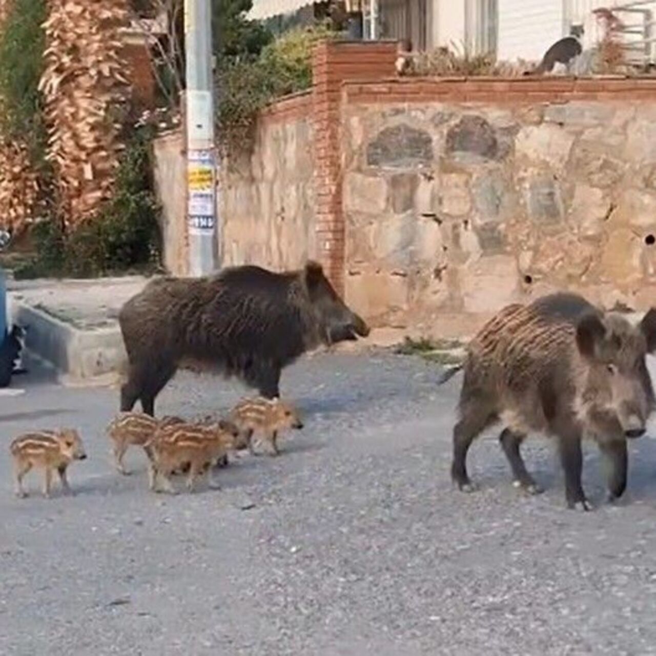 Domuzlar aç kalınca!