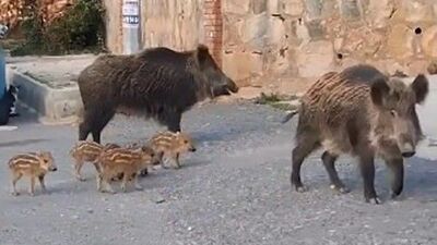 Domuzlar aç kalınca!