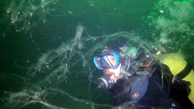 10 metreden sonra görünüyor! Marmara'yı istila etti!