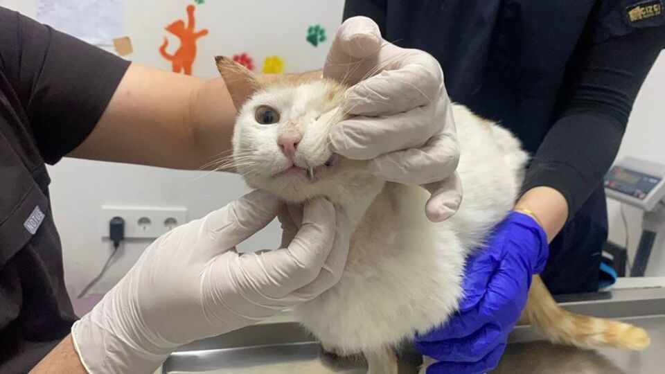 Yaralı kediye metal diş kaplaması