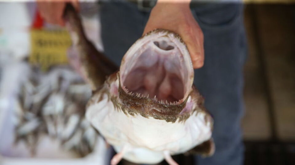 Karadeniz'de nadir görülüyor: Kilosu 500 lira