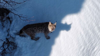 'Ormanın hayaleti' havadan görüntülendi