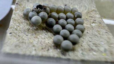 Samuray arısı üretimi 160 bini geçti