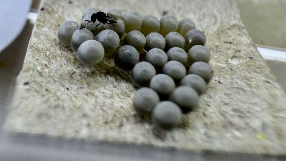 Samuray arısı üretimi 160 bini geçti