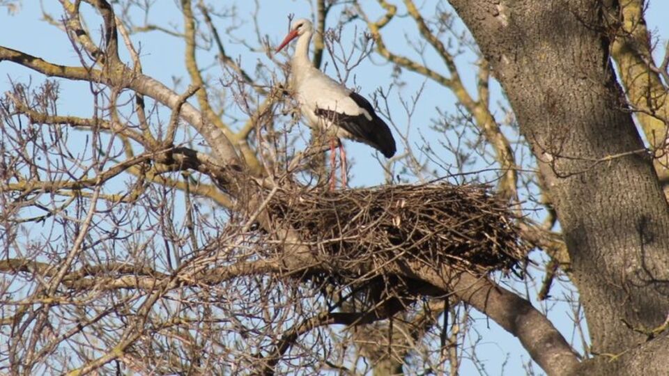 Kızılırmak'ta leyleklere yuva için platformlar