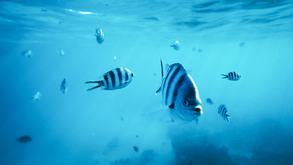 Balık Ne Yer, Ne İle Beslenir?